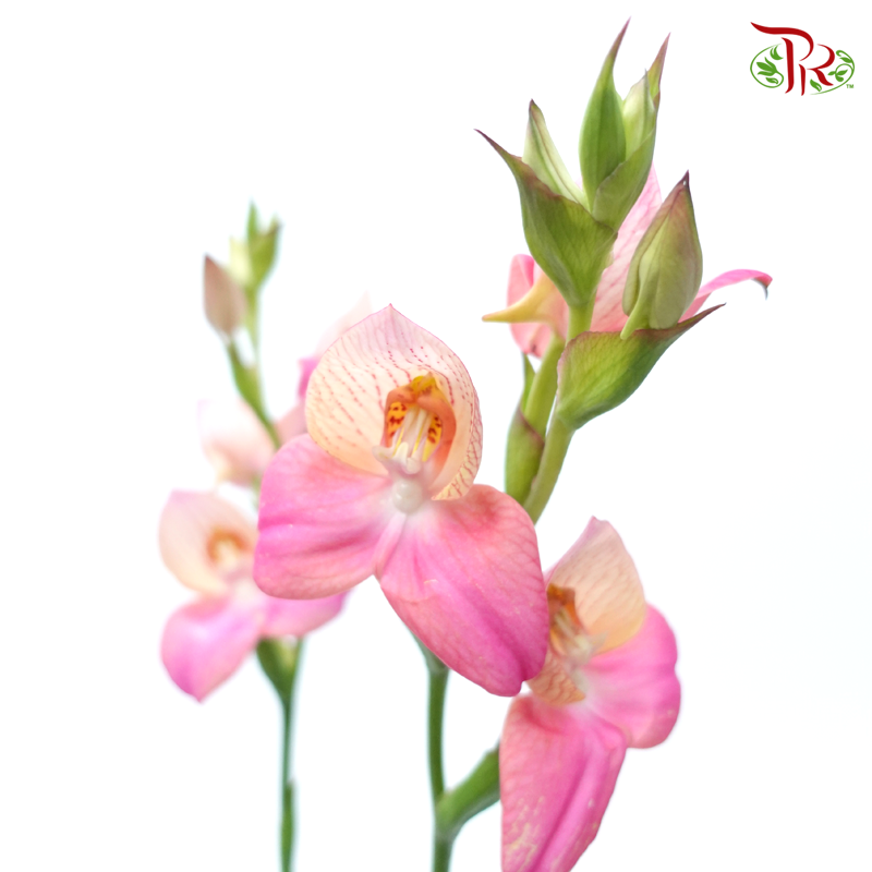 Disa Unidiorosa - (2 Stems)-Pink-Japan-prflorist.com.my