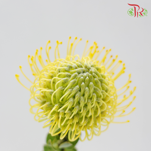 Leucospermum - Yellow (5 Stems) - Pudu Ria Florist