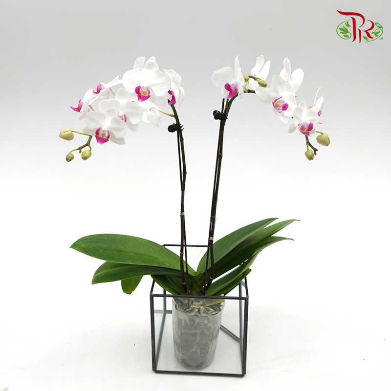 Phalaenopsis Orchid- White With Purple Lips (Mini Double Stems) *Excluded Vase* - Pudu Ria Florist