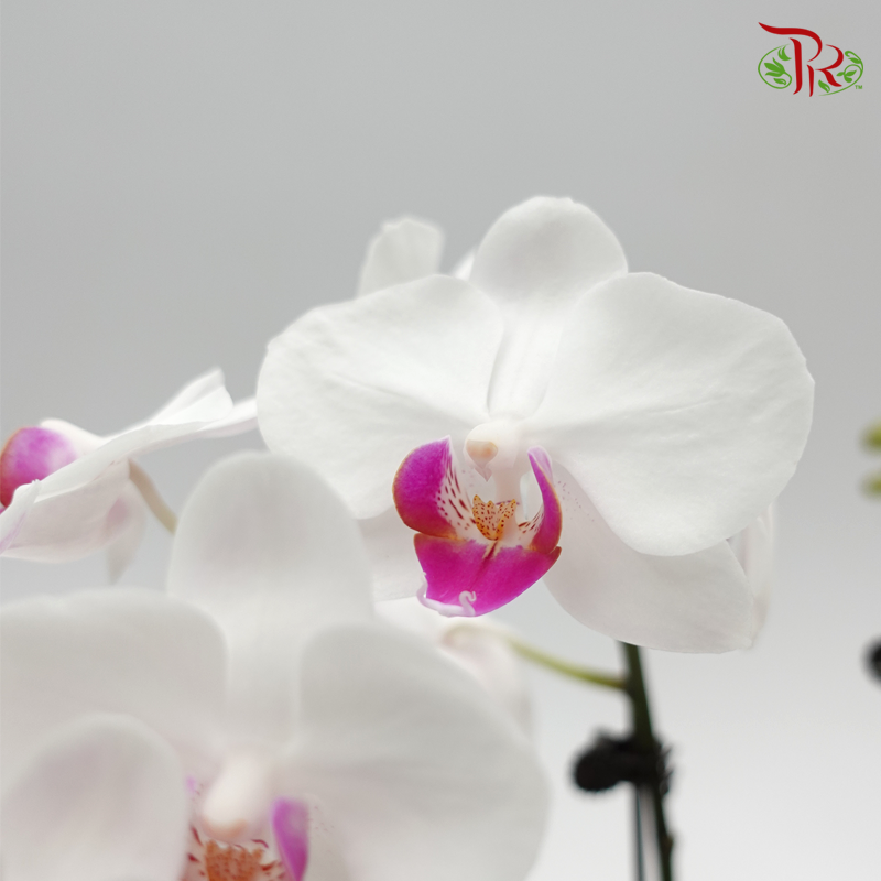 Phalaenopsis Orchid- White With Purple Lips (Mini Double Stems) *Excluded Vase* - Pudu Ria Florist
