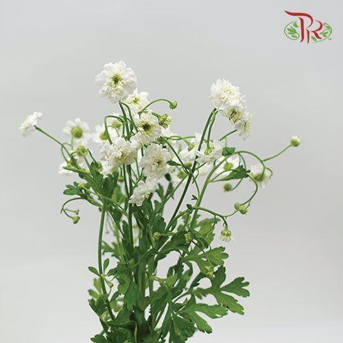 Double Matricaria - (Per Bunch)-White-China-prflorist.com.my