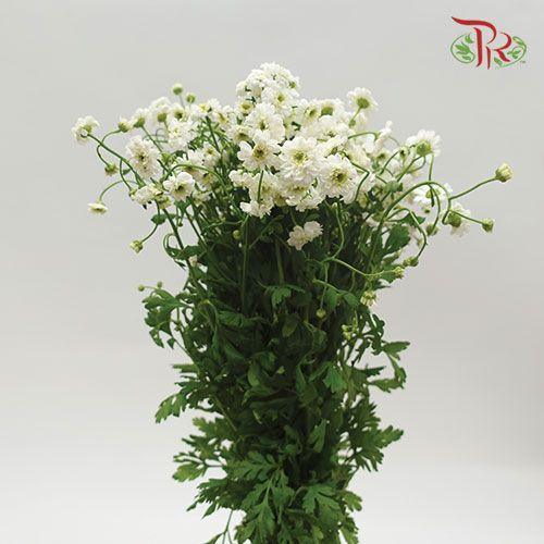 Double Matricaria - (Per Bunch)-White-China-prflorist.com.my