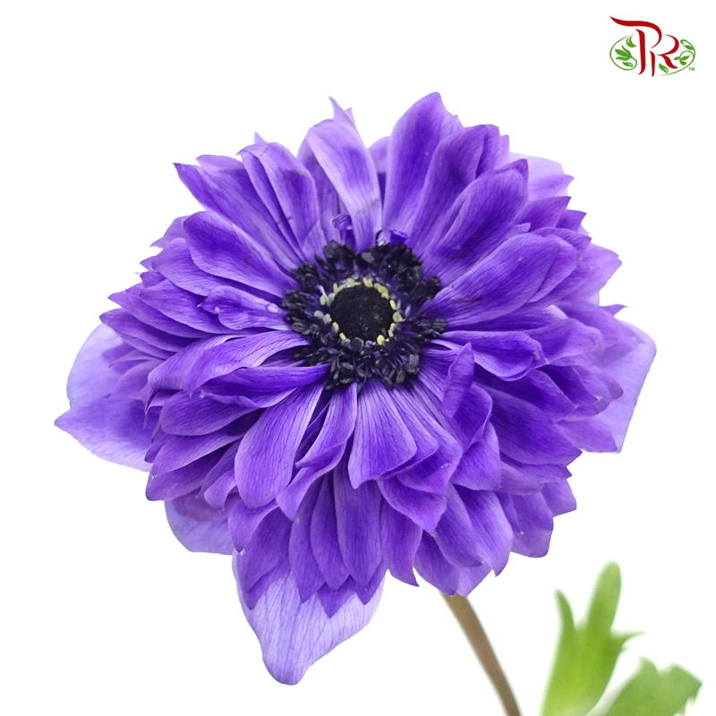 Double Petals Anemone - Purple (3 Stems) ***FRAGILE-Purple-Import-prflorist.com.my