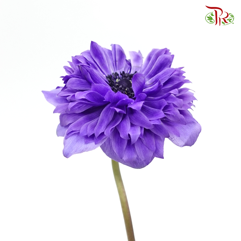 Double Petals Anemone - Purple (3 Stems) ***FRAGILE-Purple-Import-prflorist.com.my
