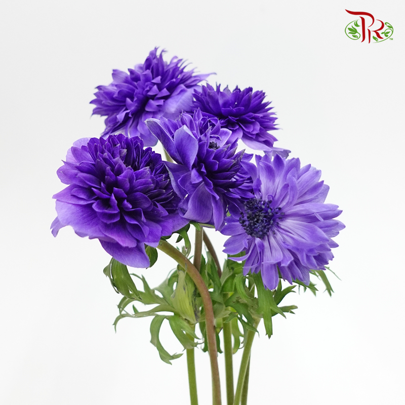 Double Petals Anemone - Purple (3 Stems) ***FRAGILE-Purple-Import-prflorist.com.my