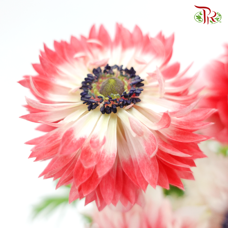 Double Petals Anemone - Red (3 Stems) ***FRAGILE-Red-Import-prflorist.com.my