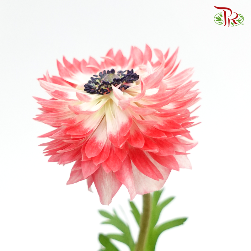 Double Petals Anemone - Red (3 Stems) ***FRAGILE-Red-Import-prflorist.com.my