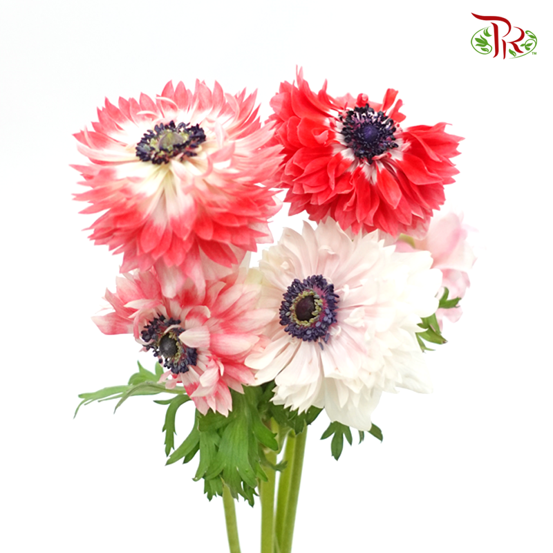Double Petals Anemone - Red (3 Stems) ***FRAGILE-Red-Import-prflorist.com.my