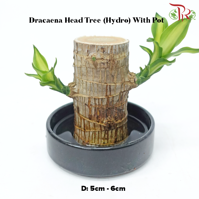 Dracaena Fragrans Tree Head (Hydro) with Pot《铁树/巴西木》