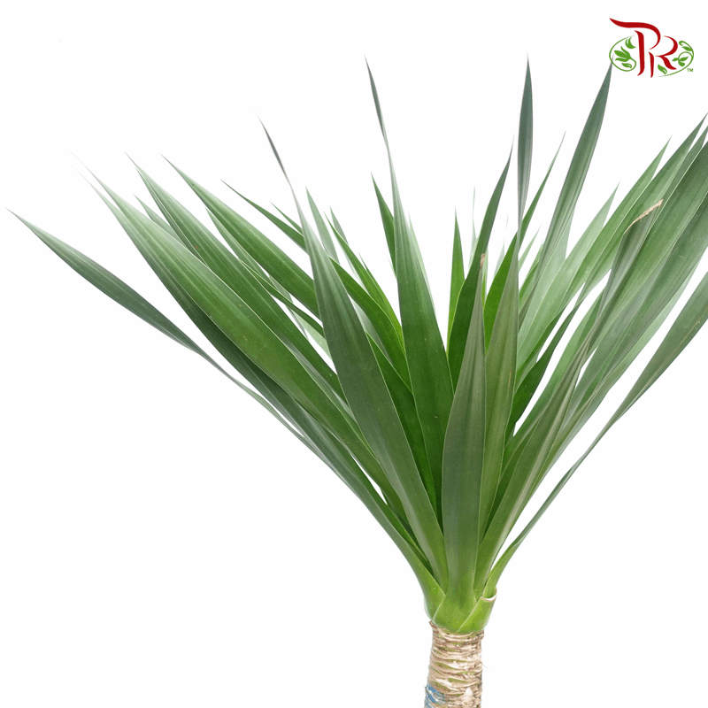 Draco 2 Layers《龙血树》