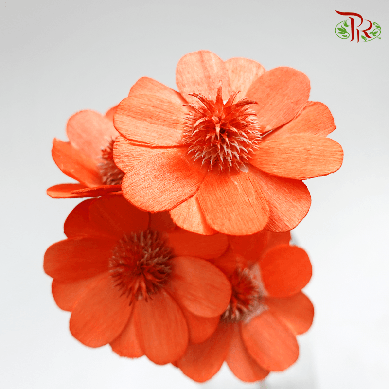 Dry Stella Luna - Orange (Per Bunch) - Pudu Ria Florist