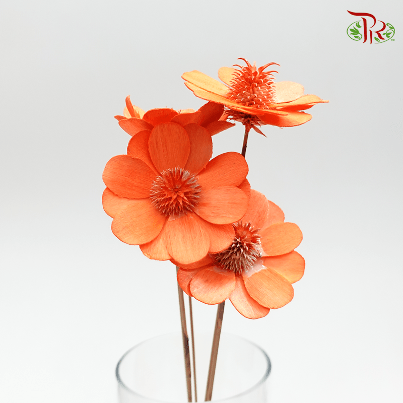 Dry Stella Luna - Orange (Per Bunch) - Pudu Ria Florist