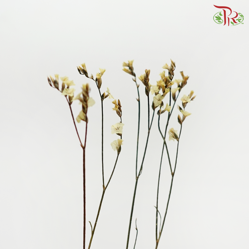 Dried Caspia - Yellow (Per Bunch)-Pudu Ria Florist-prflorist.com.my