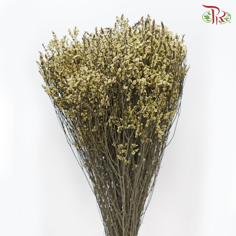 Dried Caspia - Yellow (Per Bunch)-Pudu Ria Florist-prflorist.com.my