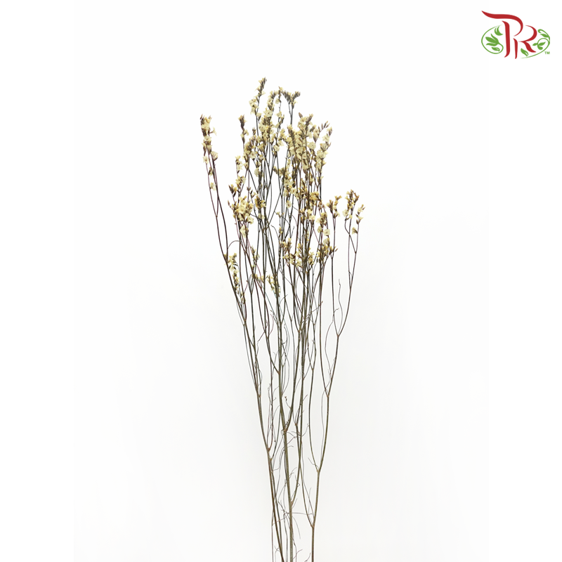 Dried Caspia - Yellow (Per Bunch)-Pudu Ria Florist-prflorist.com.my