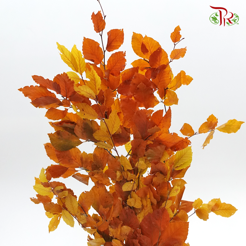 Dried Copperbeech Fagus - Orange (Per Bunch)-Orange-Import-prflorist.com.my