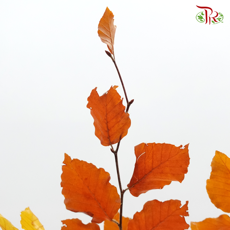 Dried Copperbeech Fagus - Orange (Per Bunch)-Orange-Import-prflorist.com.my