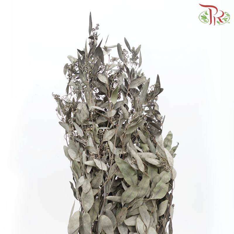 Dried Eucalyptus Populus With Berry (Per Bunch)-Pudu Ria Florist-prflorist.com.my