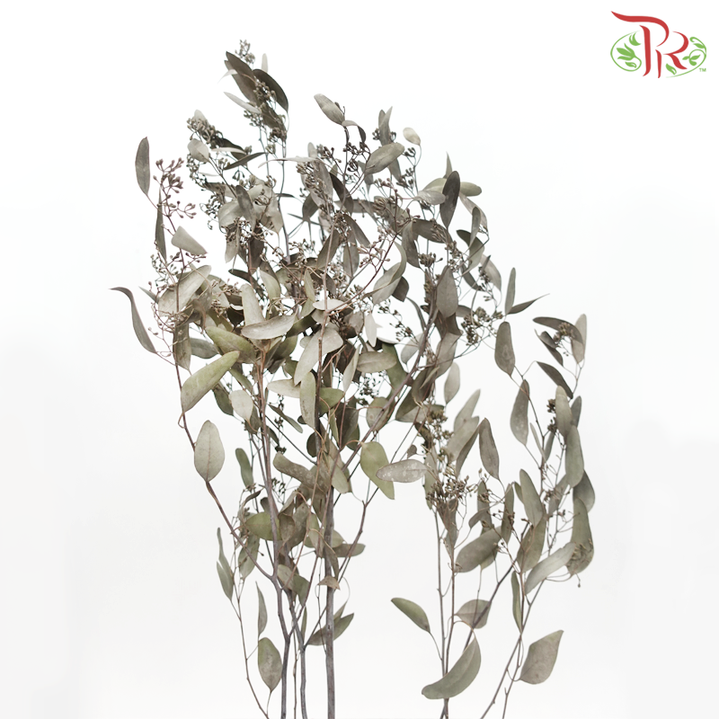 Dried Eucalyptus Populus With Berry (Per Bunch)-Pudu Ria Florist-prflorist.com.my