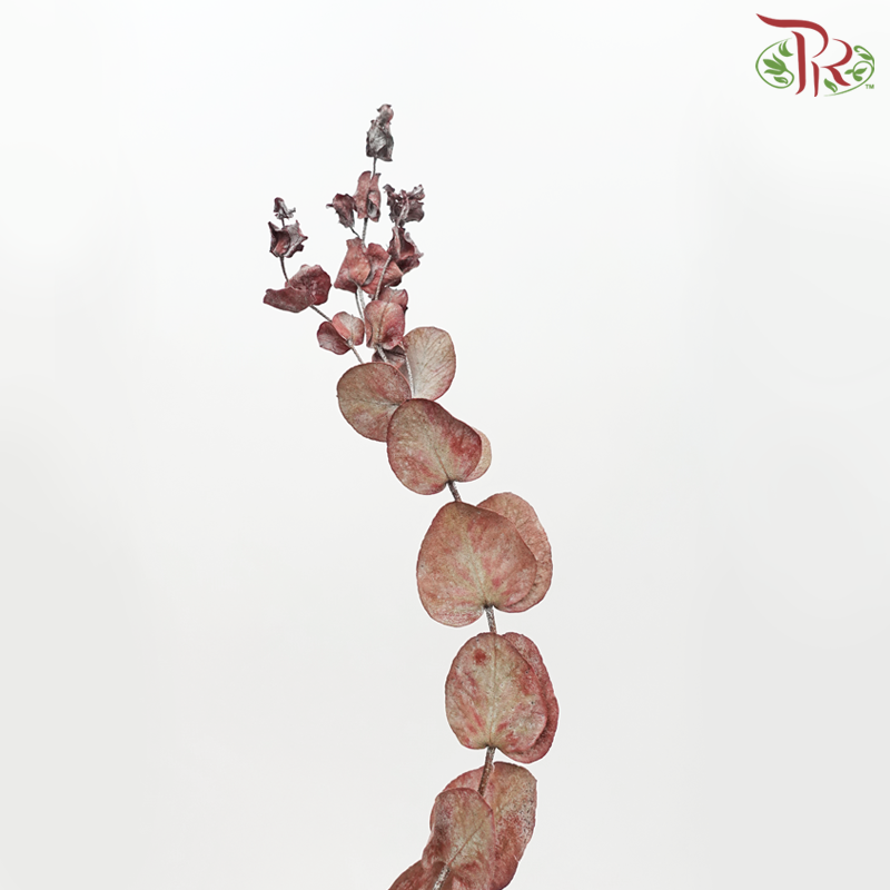 Dried Eucalyptus Red (Per Bunch)-Red-Pudu Ria Florist-prflorist.com.my