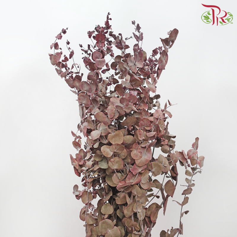 Dried Eucalyptus Red (Per Bunch)-Red-Pudu Ria Florist-prflorist.com.my