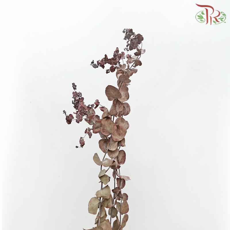Dried Eucalyptus Red (Per Bunch)-Red-Pudu Ria Florist-prflorist.com.my