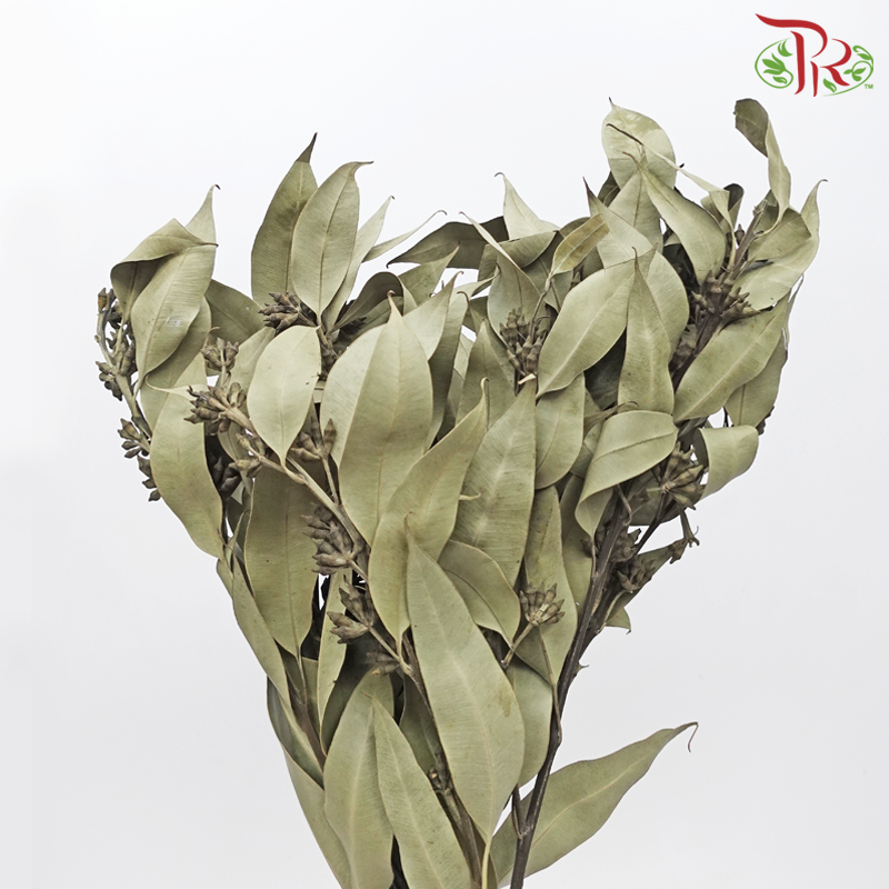 Dried Eucalyptus Robusta With Berry (Per Bunch)-Pudu Ria Florist-prflorist.com.my