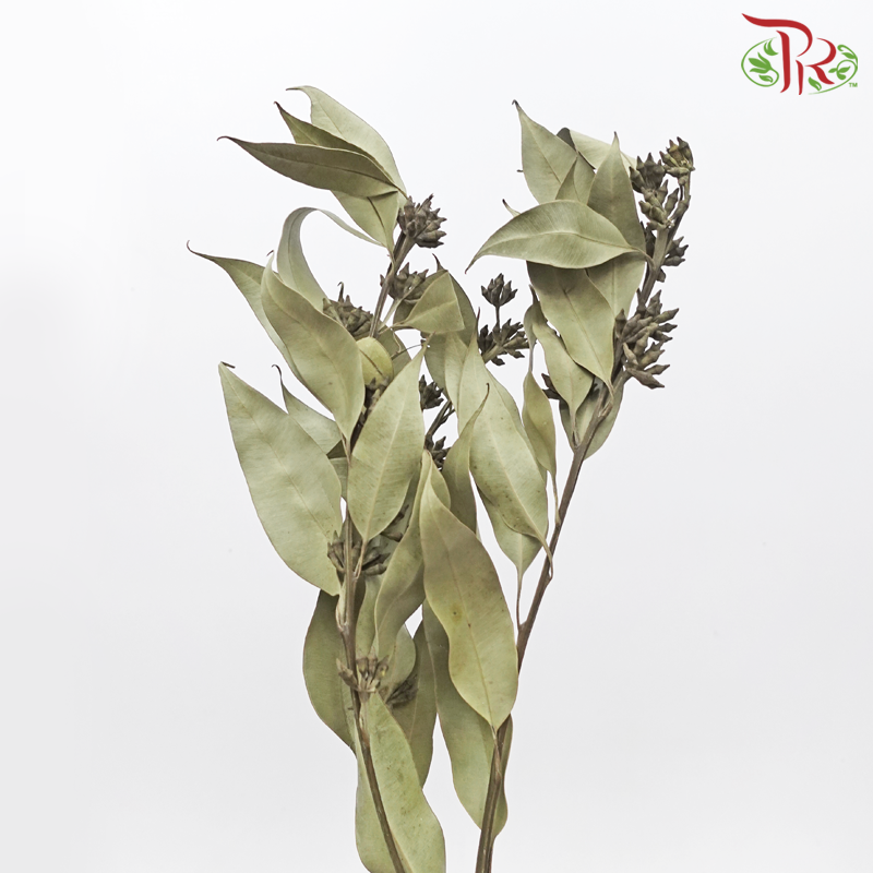 Dried Eucalyptus Robusta With Berry (Per Bunch)-Pudu Ria Florist-prflorist.com.my