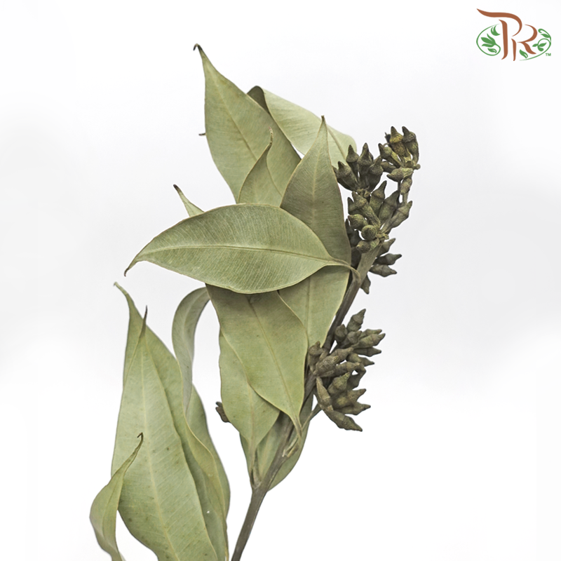 Dried Eucalyptus Robusta With Berry (Per Bunch)-Pudu Ria Florist-prflorist.com.my