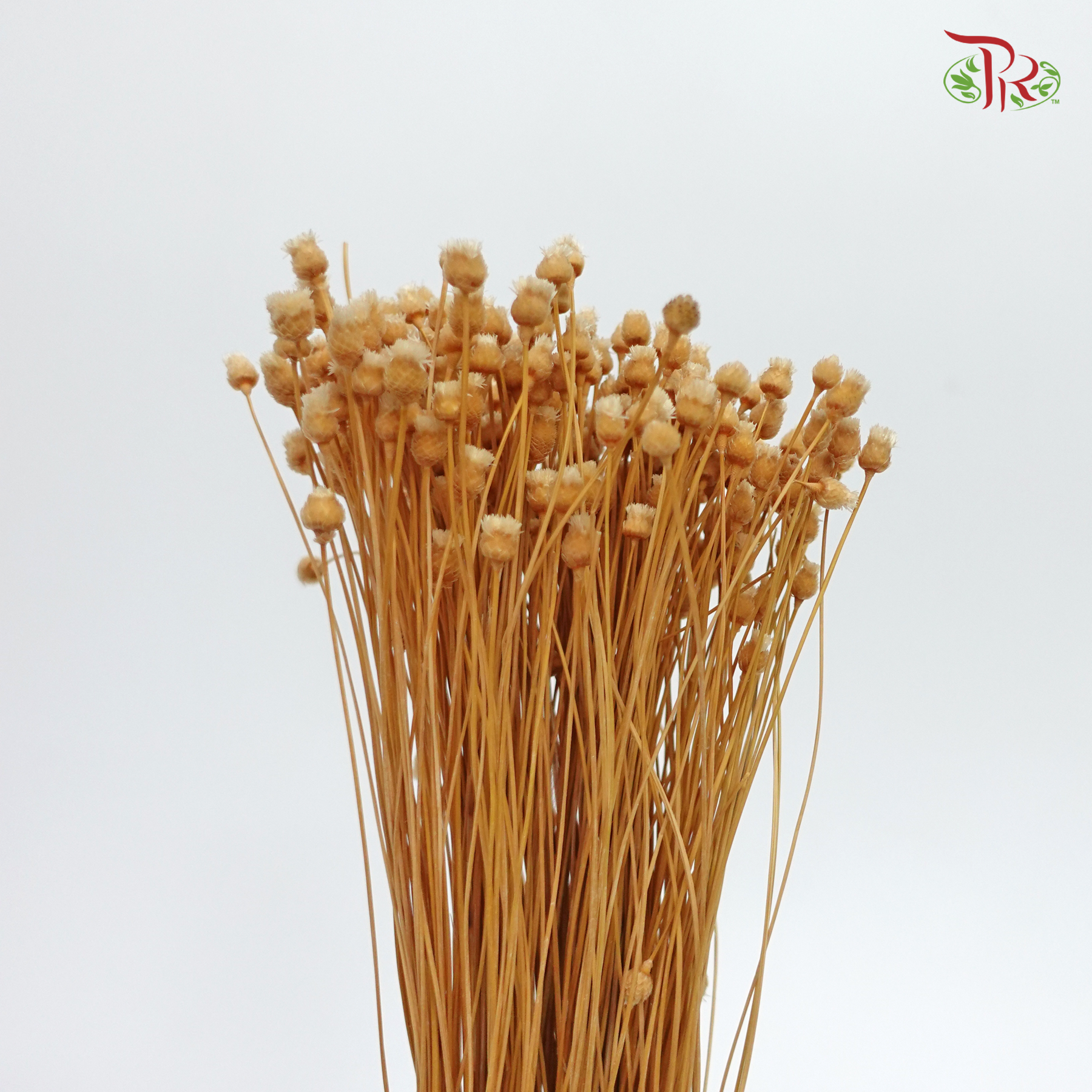 Dried Happy Flower - Bleached (Per Bunch)-Bleached-Import-prflorist.com.my