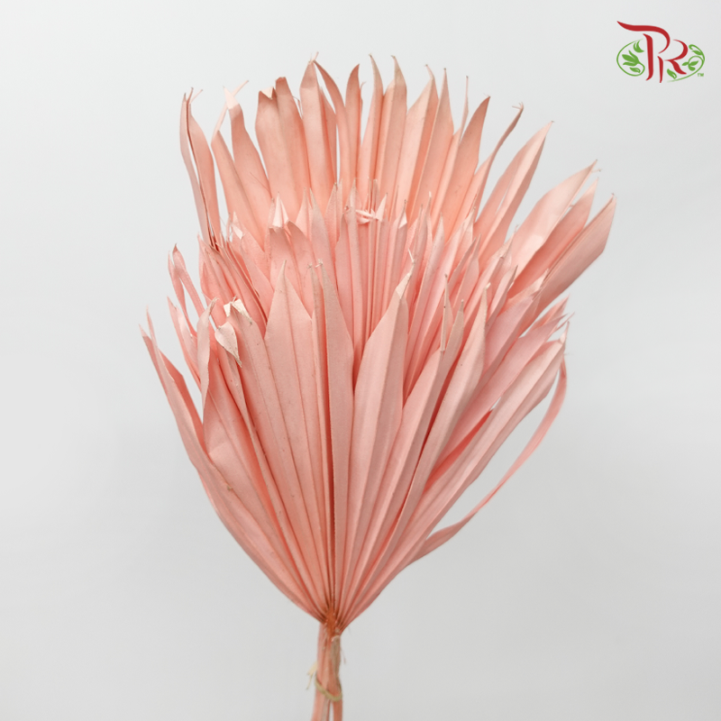 Dried Palm Dyed - Pink (5 Stems)-Pink-China-prflorist.com.my