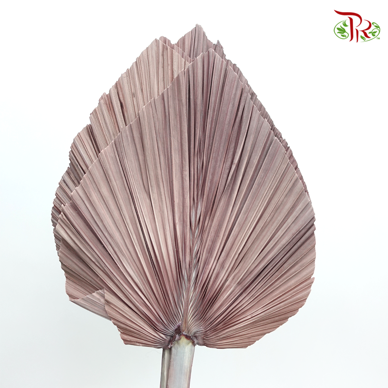 Dried Palm Dyed XXXL - Pastel Brown (5 Stems)-Brown-China-prflorist.com.my