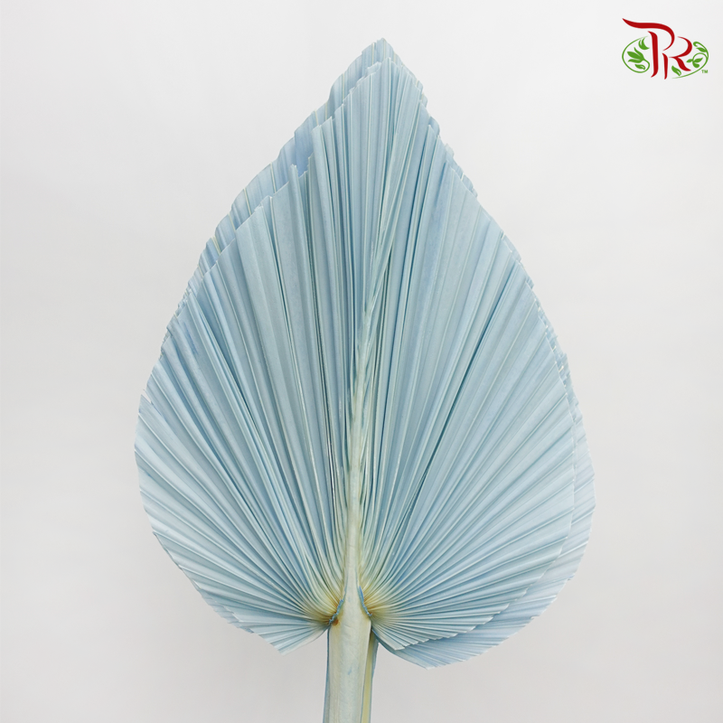 Dried Palm Dyed XXXL - Pastel Cloud Blue Faded (5 Stems)-Blue-China-prflorist.com.my