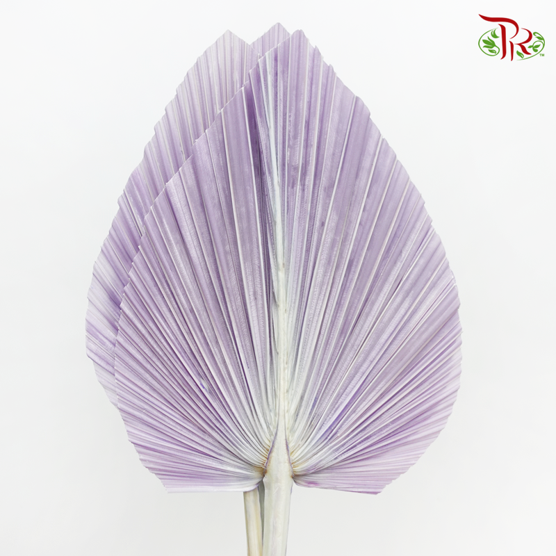 Dried Palm Dyed XXXL - Pastel Lilac Faded (5 Stems)-Lilac-China-prflorist.com.my