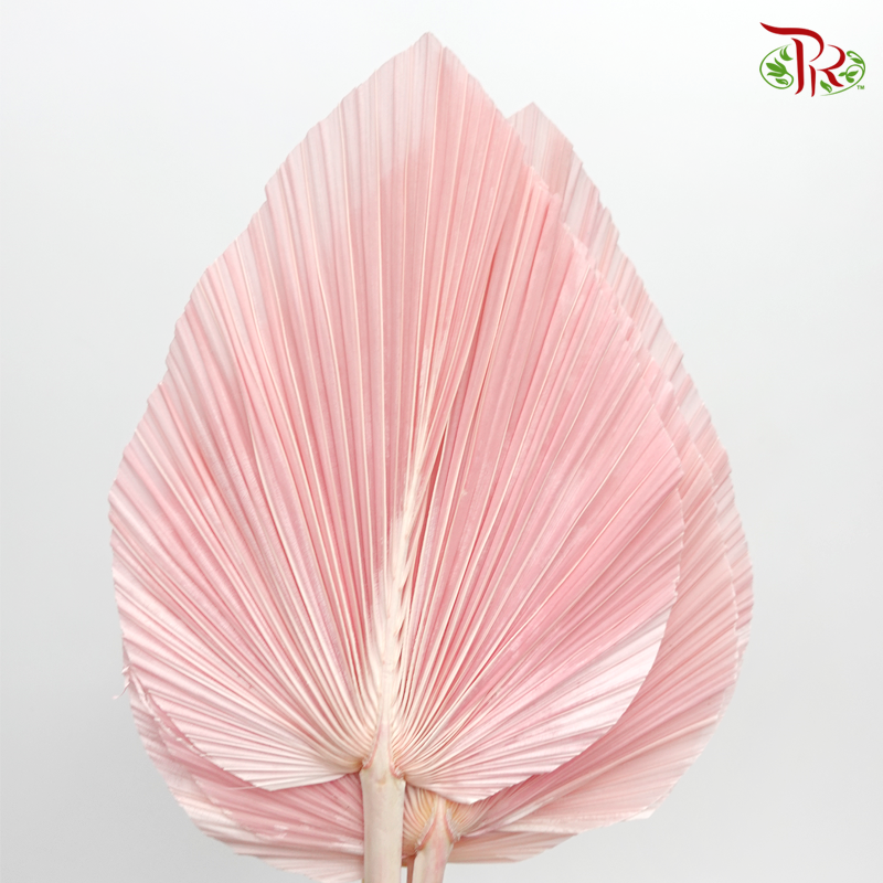 Dried Palm Dyed XXXL - Pastel Pink Faded (5 Stems)-Pink-China-prflorist.com.my