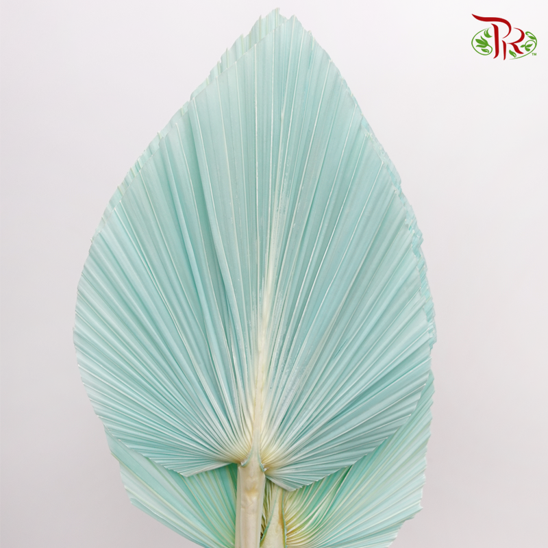 Dried Palm Dyed XXXL - Pastel Turquoise (5 Stems)-Turquoise-China-prflorist.com.my
