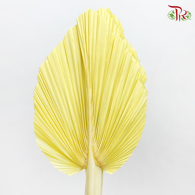 Dried Palm Dyed XXXL - Pastel Yellow (5 Stems)-Yellow-China-prflorist.com.my
