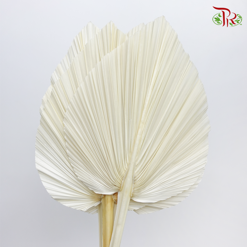 Dried Palm Dyed XXXL - White (5 Stems)-White-China-prflorist.com.my