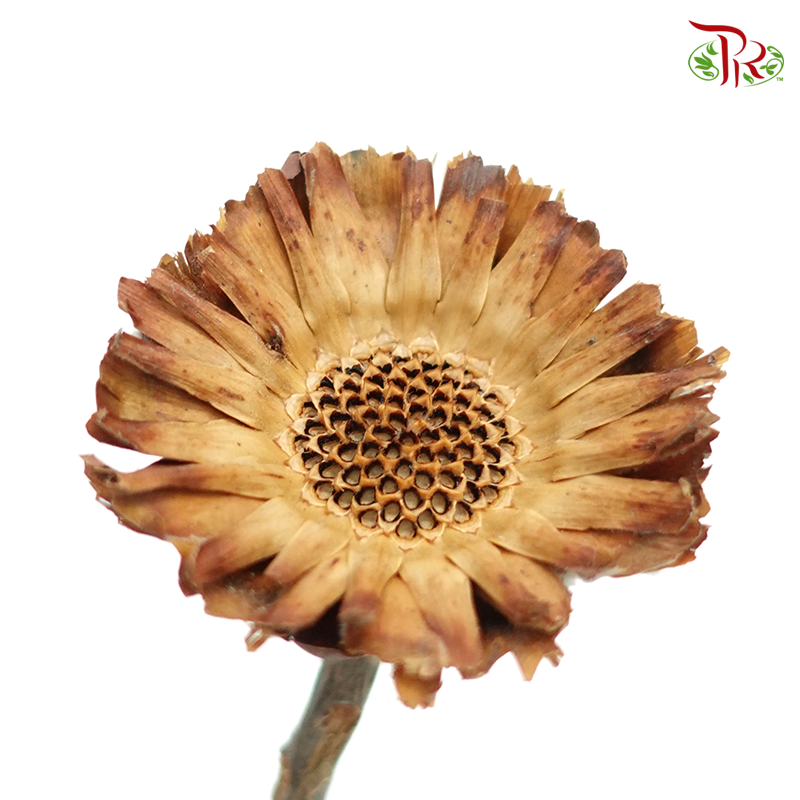Dried Rosette Compacta - Dark Brown (10 Stems)-Africa-prflorist.com.my