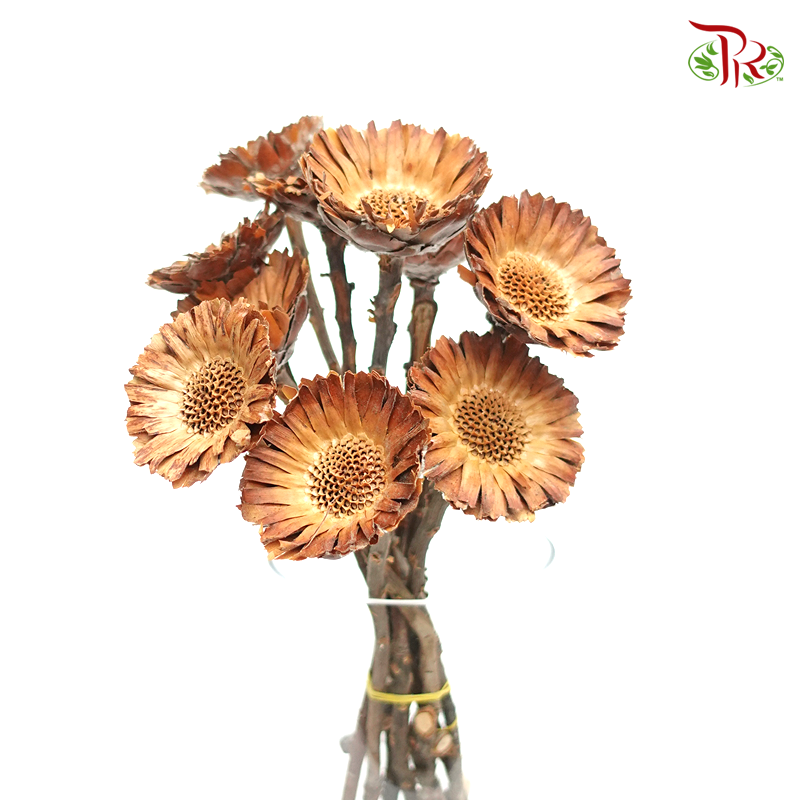 Dried Rosette Compacta - Dark Brown (10 Stems)-Africa-prflorist.com.my