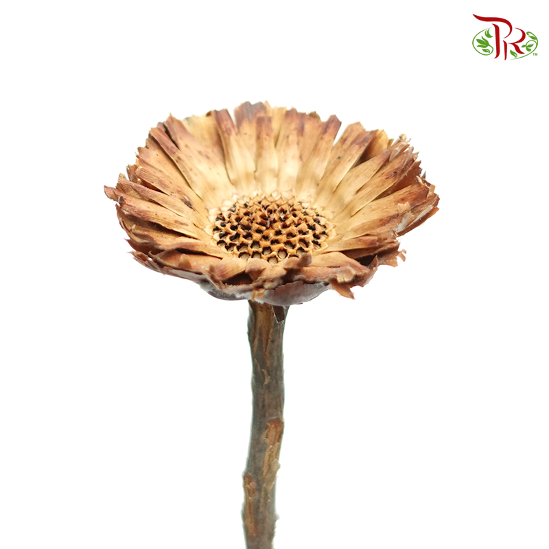 Dried Rosette Compacta - Dark Brown (10 Stems)-Africa-prflorist.com.my
