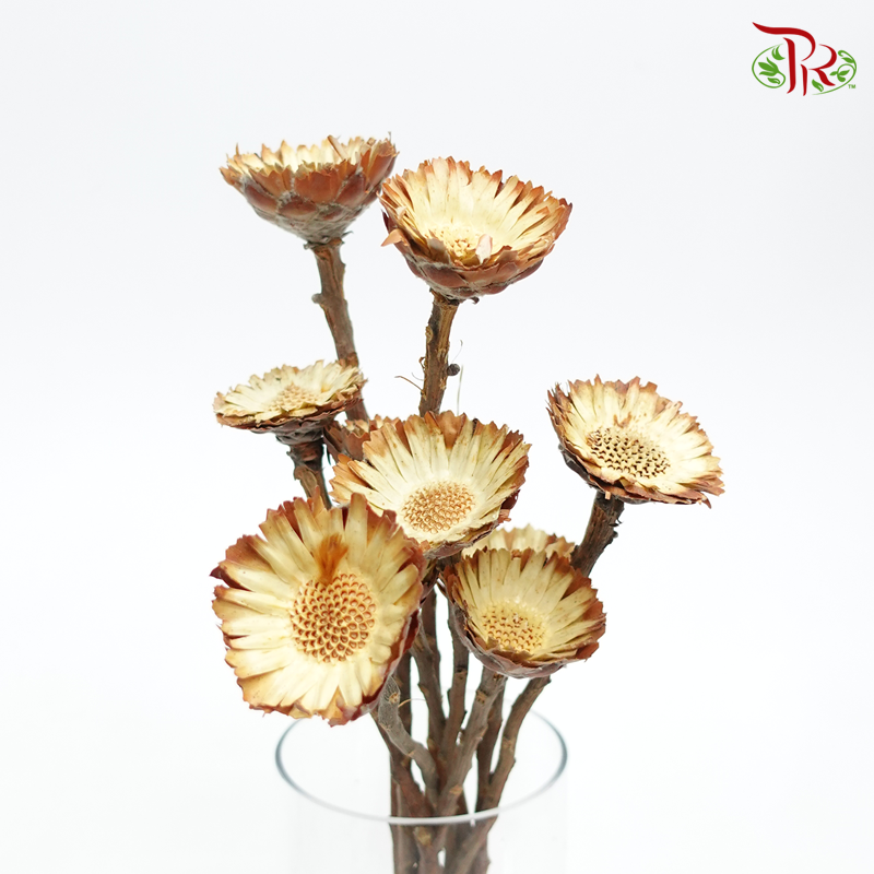 Dried Rosette Compacta - Light Brown (10 Stems)-Africa-prflorist.com.my