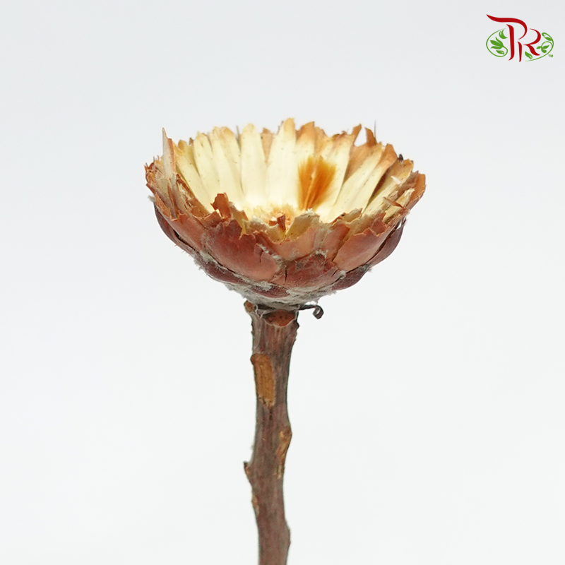 Dried Rosette Compacta - Light Brown (10 Stems)-Africa-prflorist.com.my
