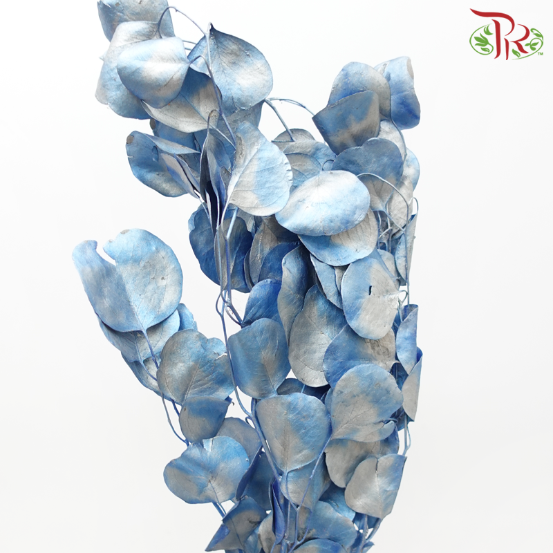 Dried Silver Dollar - Dyed Blue-Blue-Netherland-prflorist.com.my