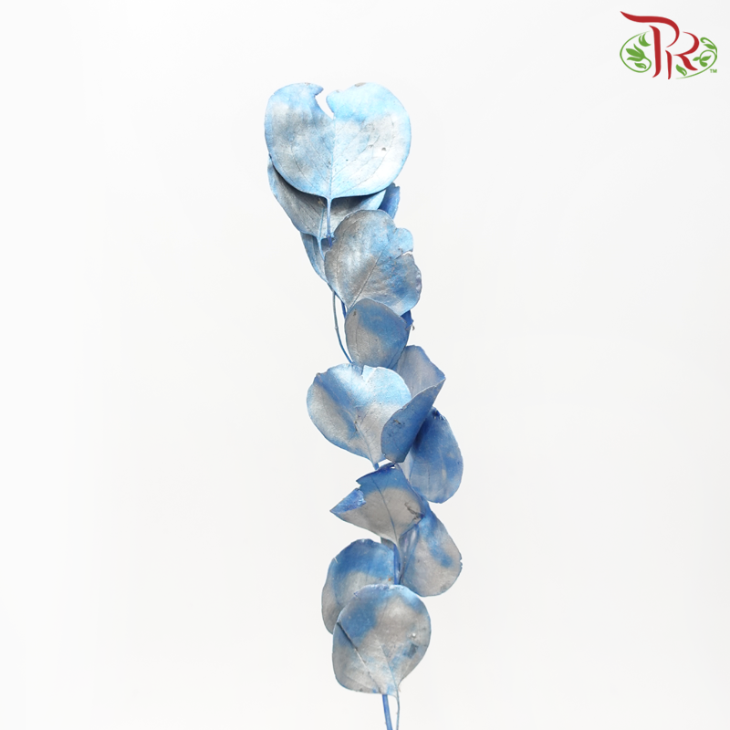 Dried Silver Dollar - Dyed Blue-Blue-Netherland-prflorist.com.my