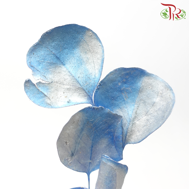 Dried Silver Dollar - Dyed Blue-Blue-Netherland-prflorist.com.my