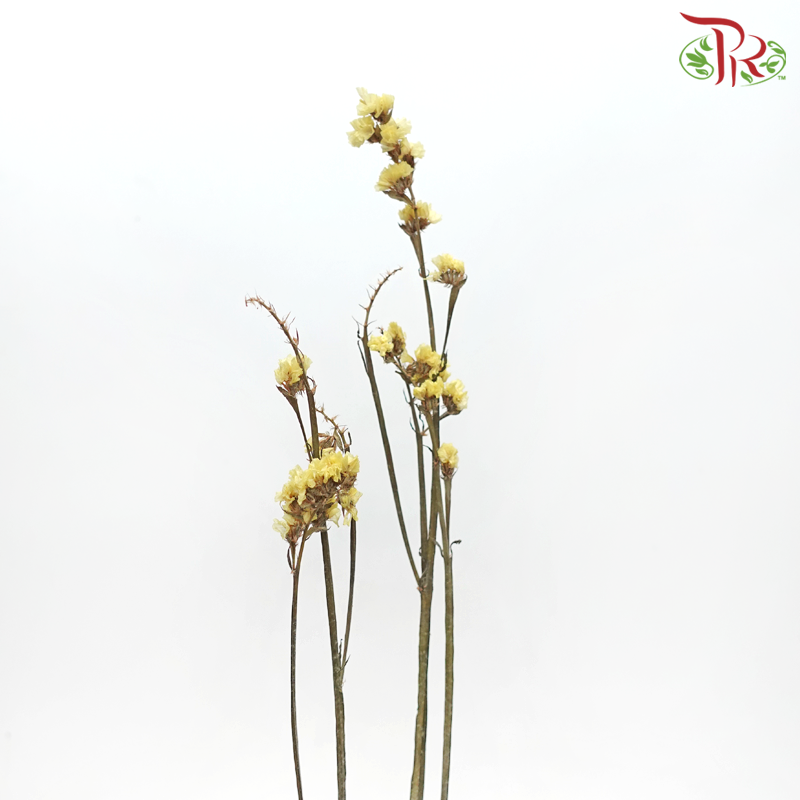 Dried Statice - Yellow (Per Bunch)-Yellow-Pudu Ria Florist-prflorist.com.my
