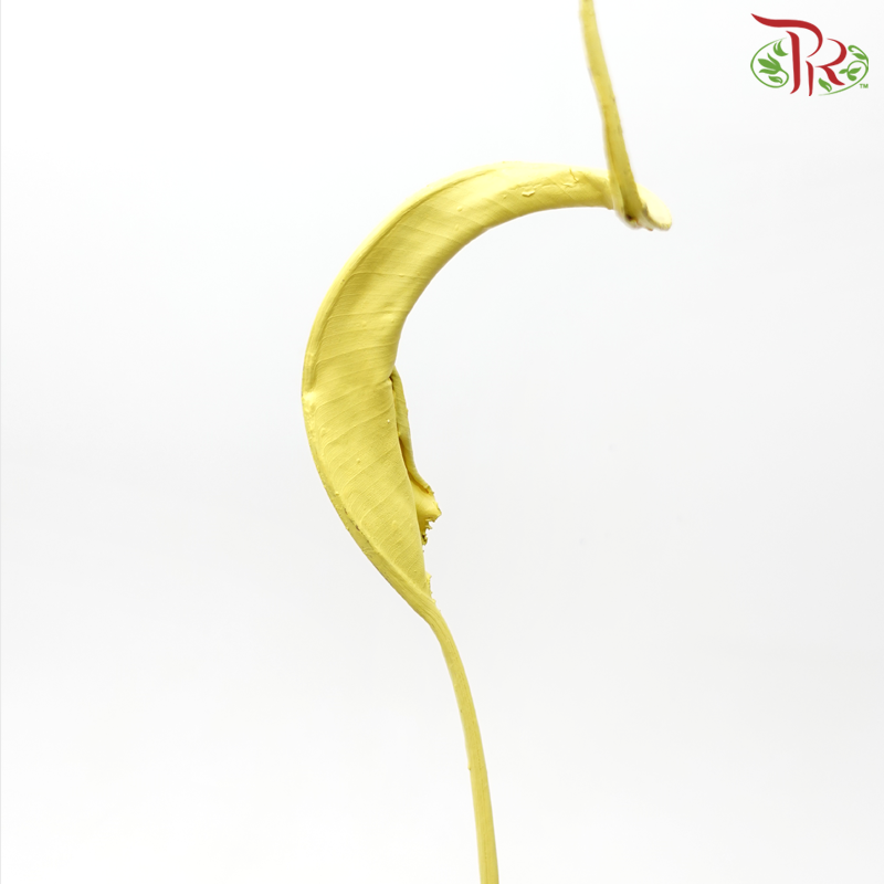 Dried Strelitzia Leaf - Yellow (5 Stems)-Netherland-prflorist.com.my