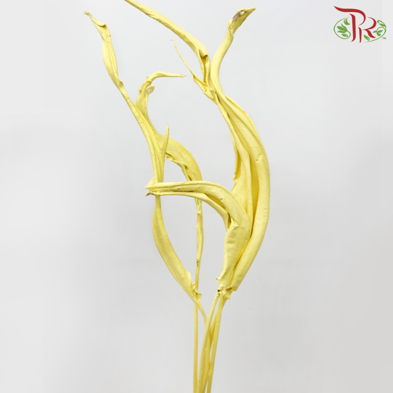 Dried Strelitzia Leaf - Yellow (5 Stems)-Netherland-prflorist.com.my