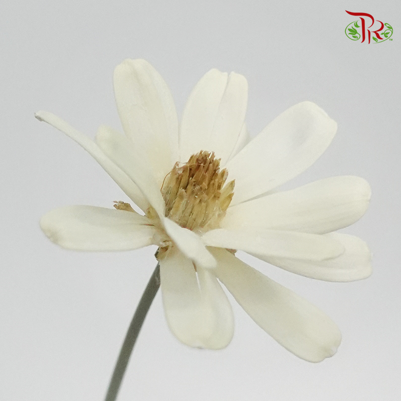 Dried Sunflower Seed Flower - (Per Bunch)-White-China-prflorist.com.my